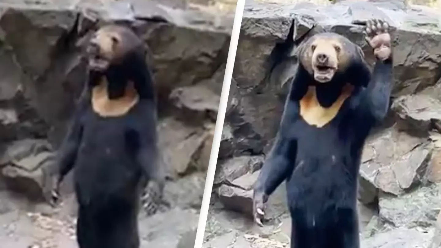 ‘Human bear’ at Chinese zoo is seen waving in new video