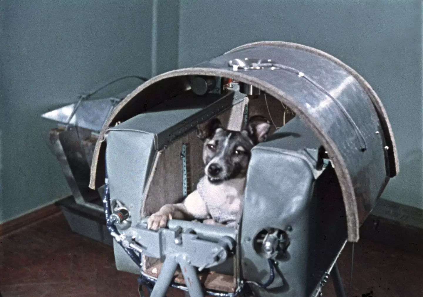 Laika in the Sputnik 2 capsule (Sovfoto/Universal Images Group via Getty Images)