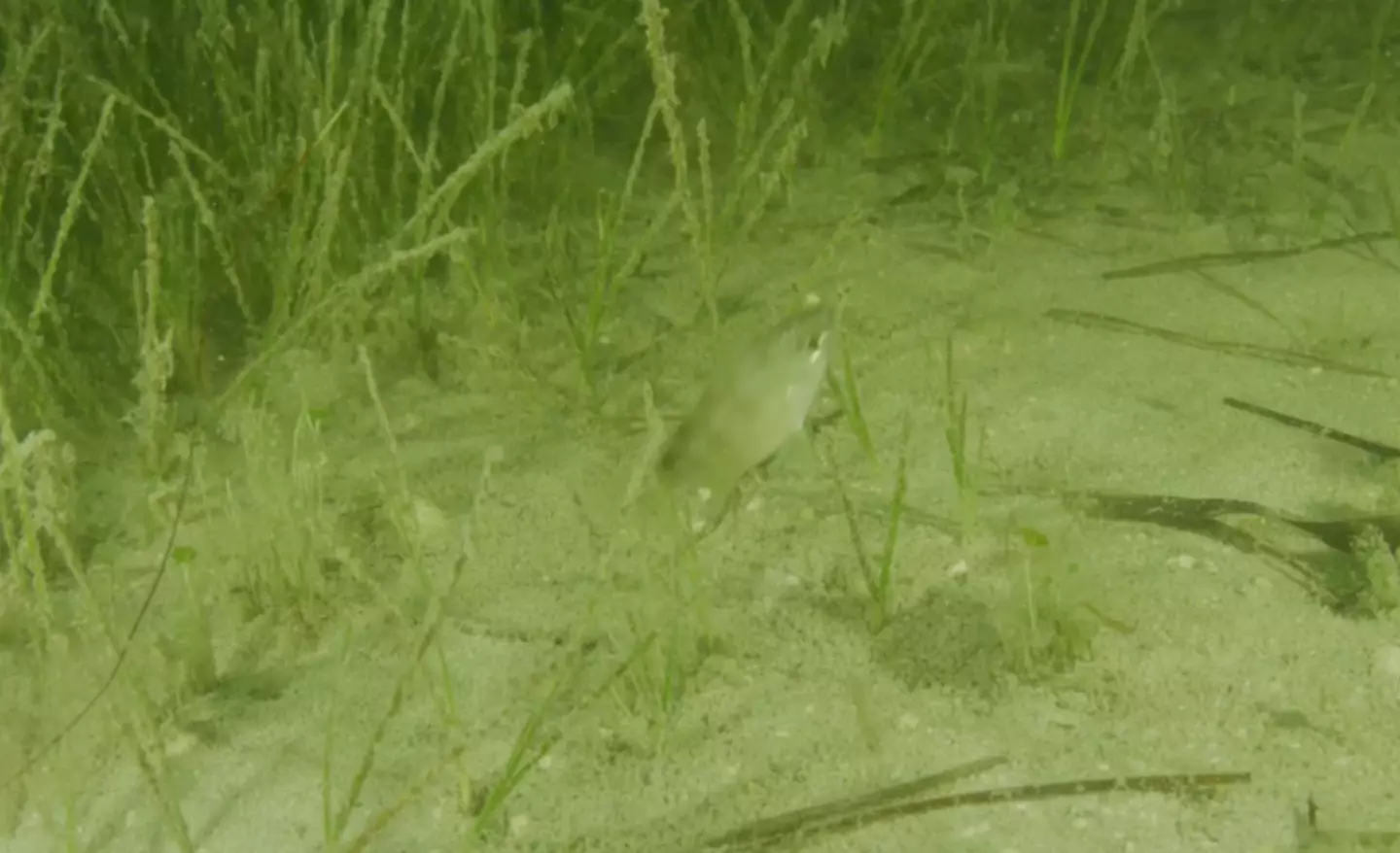 Several species have been affected.