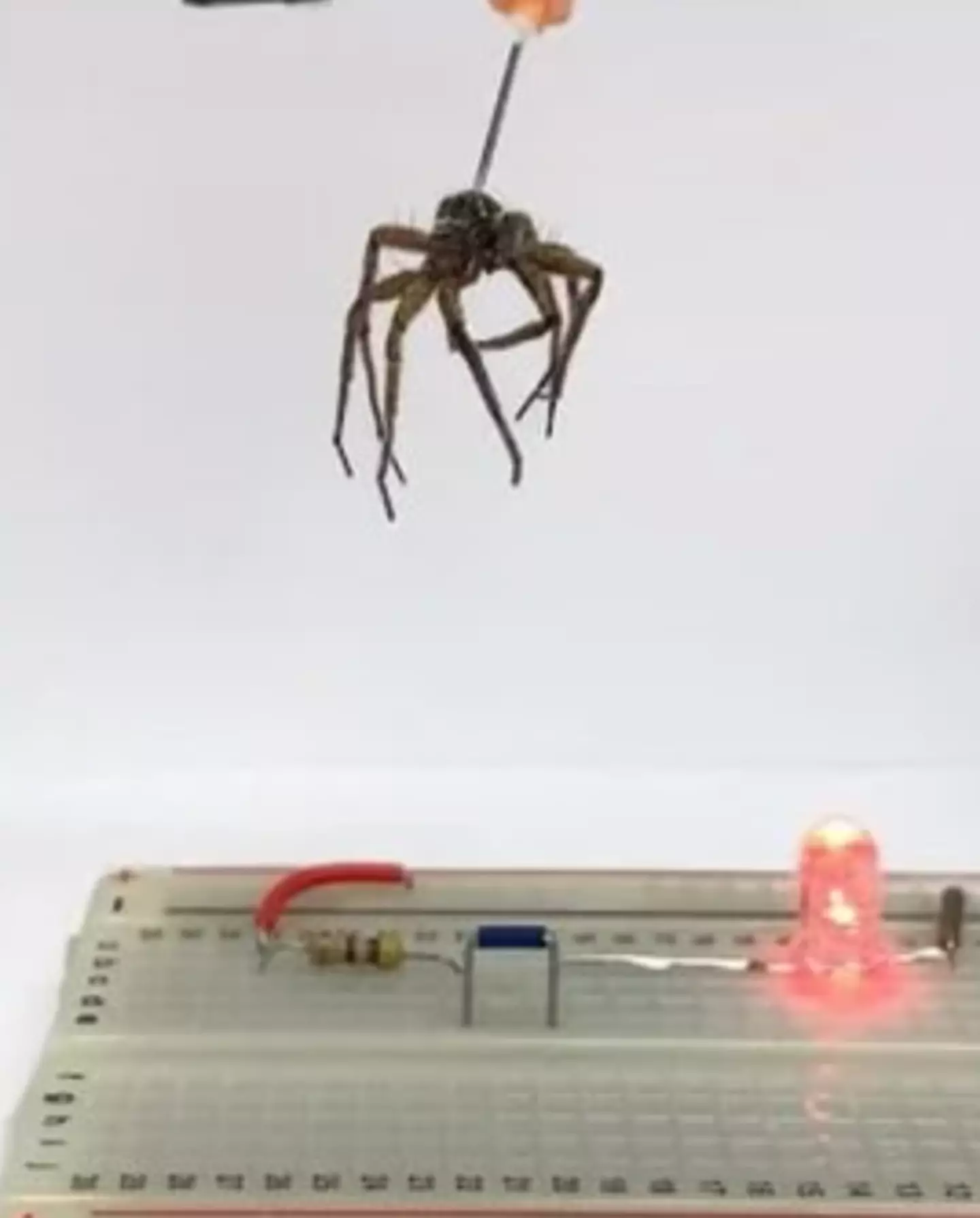 Researchers have turned dead wolf spiders into ‘necrobotics’.