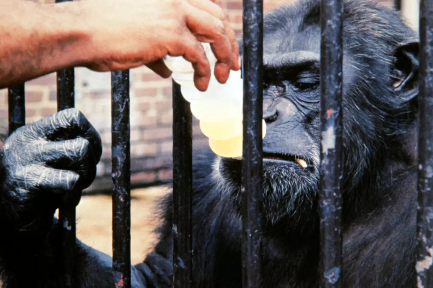 Ham lived 17 years alone in captivity (STF/NASA/AFP via Getty Images)
