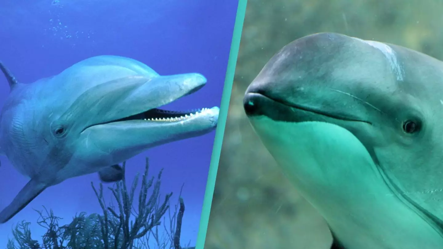 Dolphin recorded speaking 'porpoise' revealing world's first animal speaking to a different species