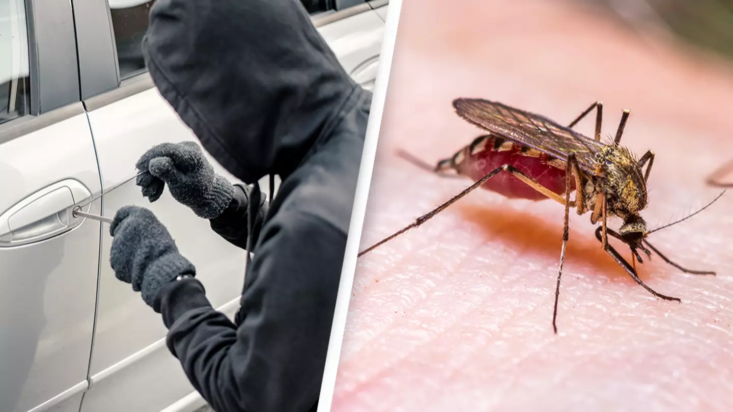 Police were able to test blood from dead mosquito found in stolen car to identify suspect