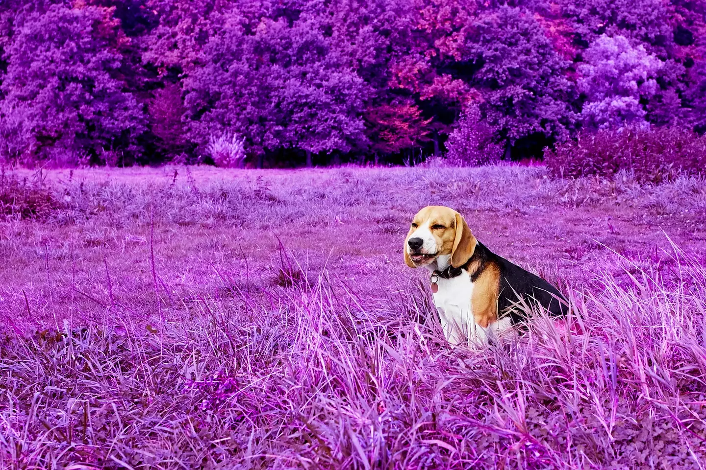 Dogs can get really high off barely any weed at all (Getty Stock Image)