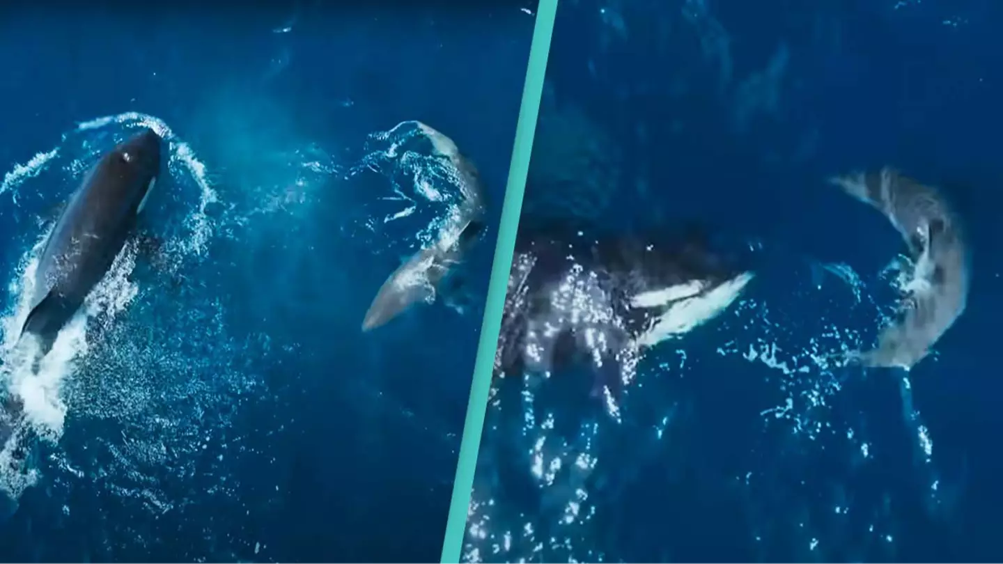 Killer whale stalks and kills great white shark with one blow in shocking footage rarely seen