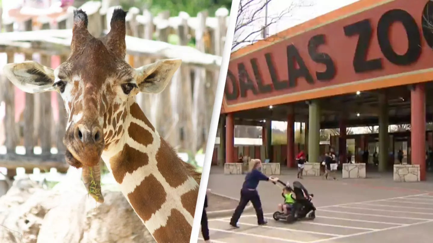 Zoo ‘heartbroken’ after being forced to euthanize 15-year-old giraffe