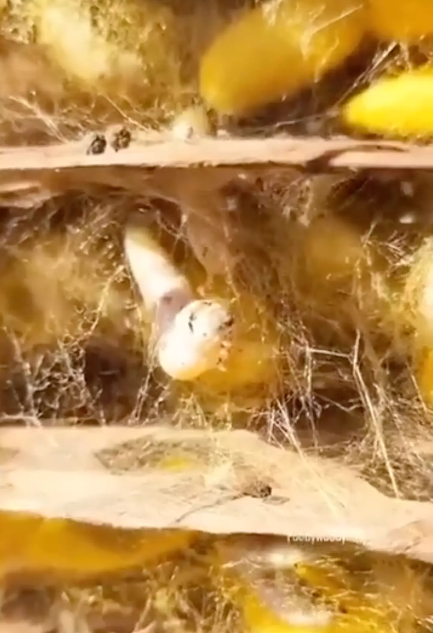 Silk worms make a cocoon from silk.