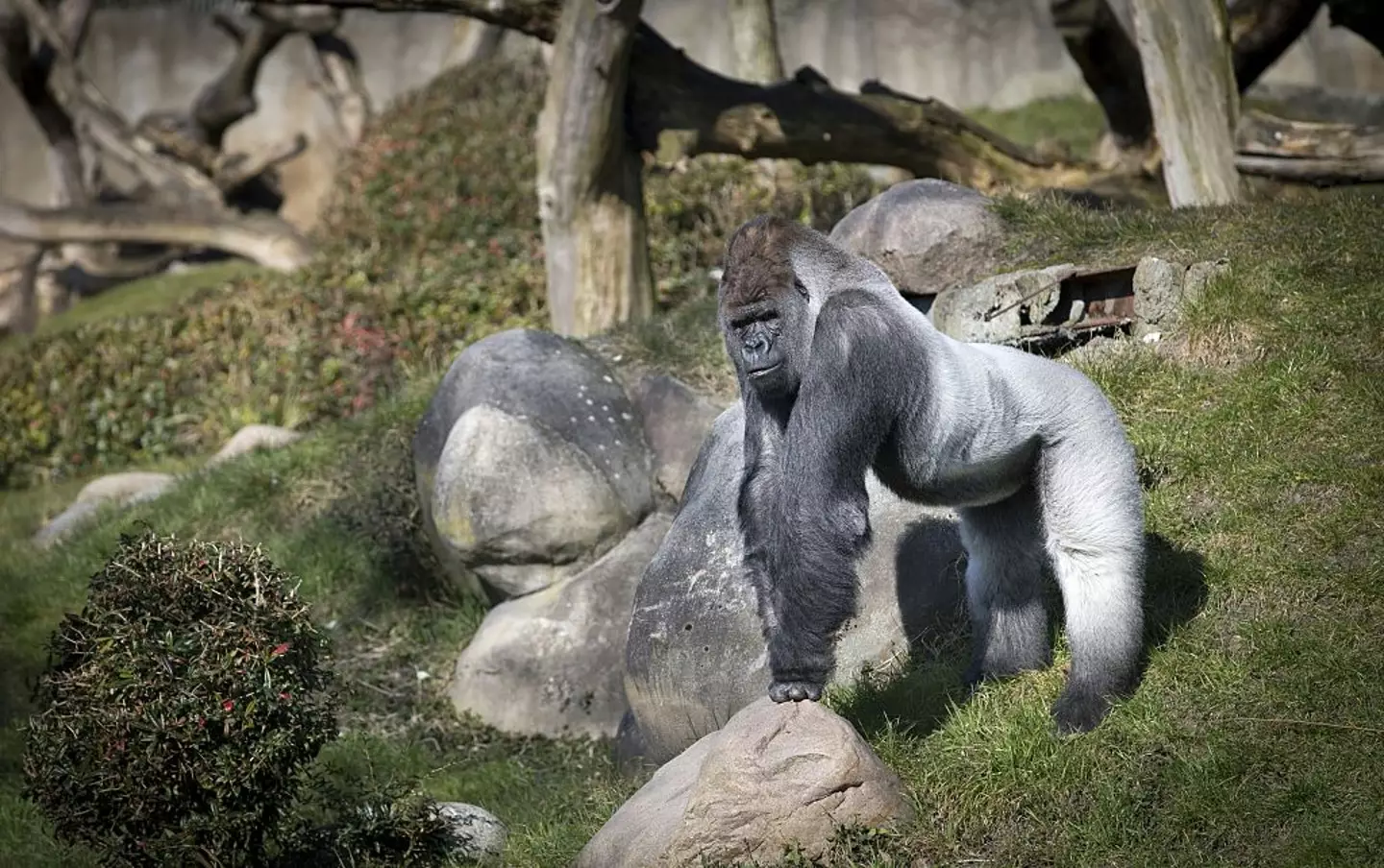 Bokito the gorilla attacked a visitor of his enclosure (JERRY LAMPEN/AFP via Getty Images)