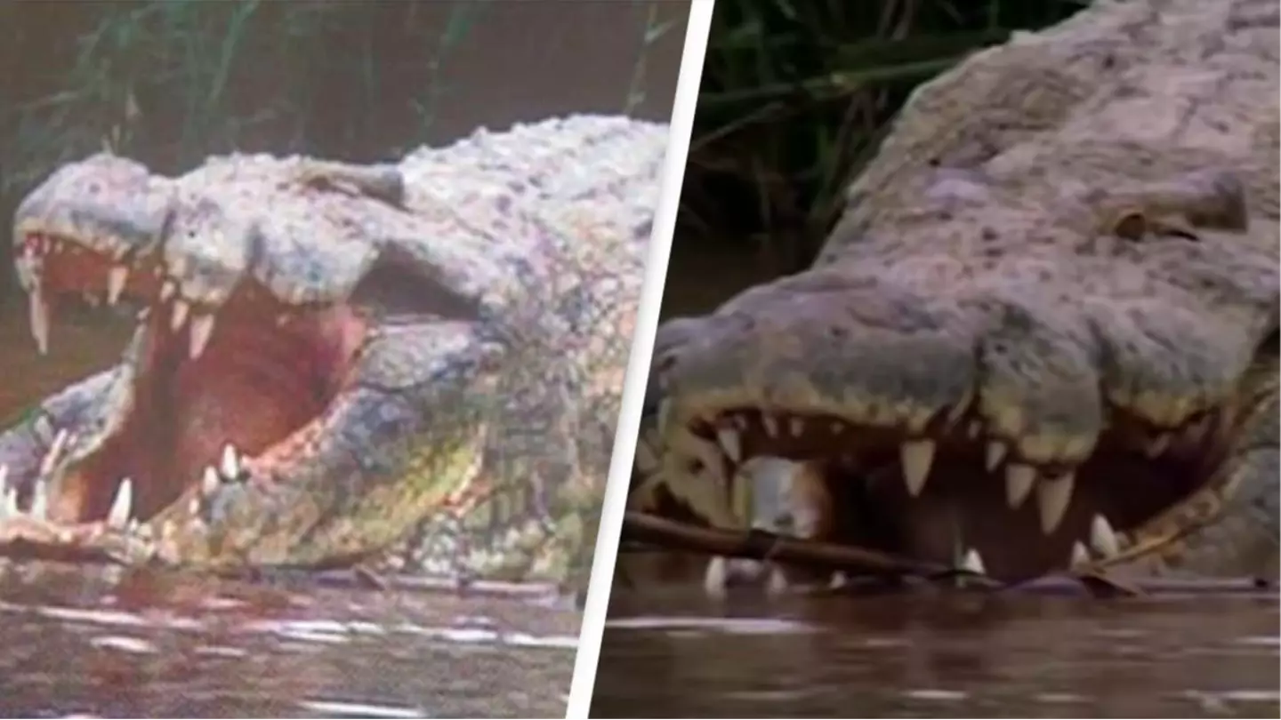 Huge crocodile rumored to have eaten 300 people escapes capture in dramatic footage