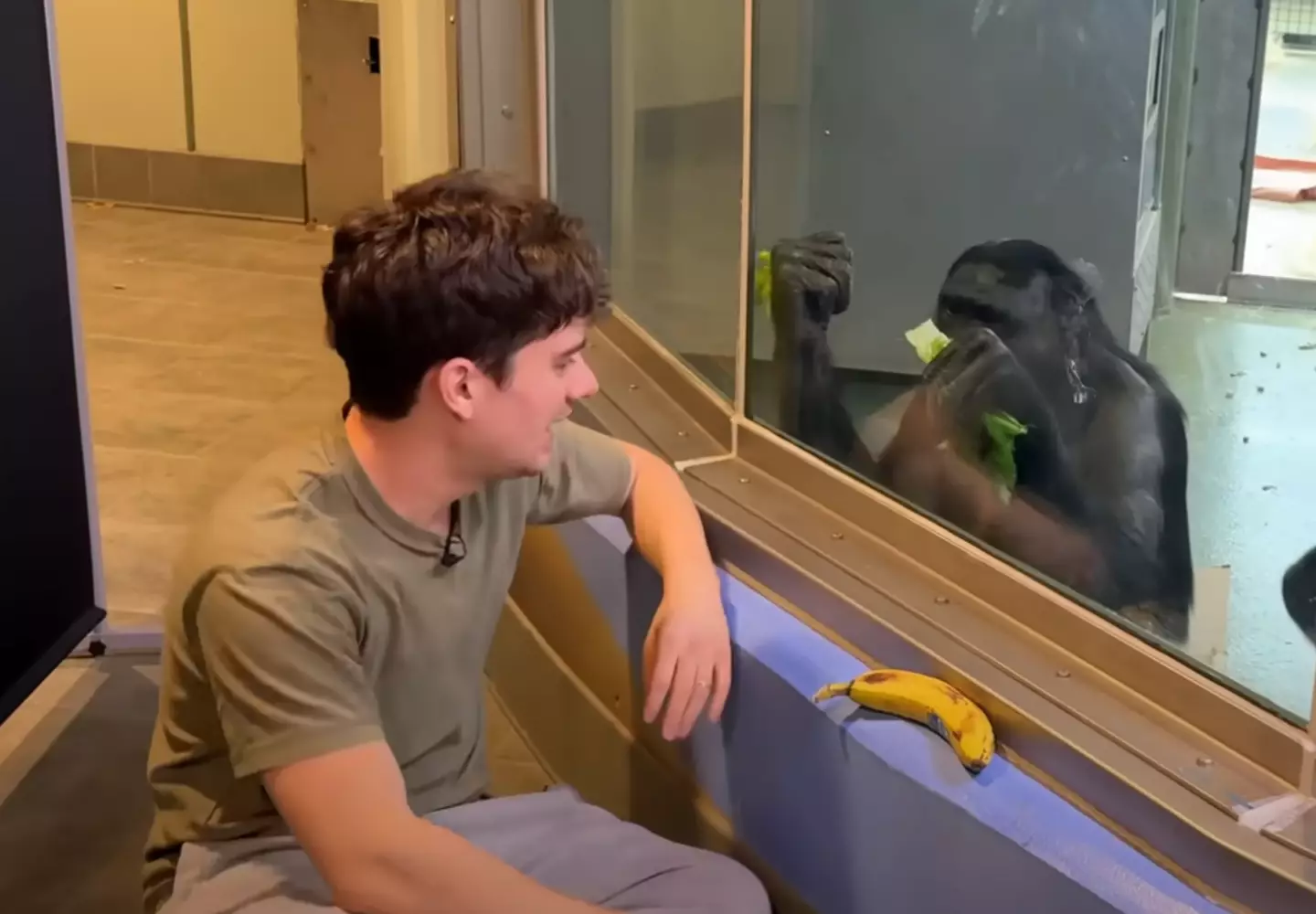 The YouTube video caught some amazing moments between Arieh and the bonobos (@xiaomanyc/YouTube)