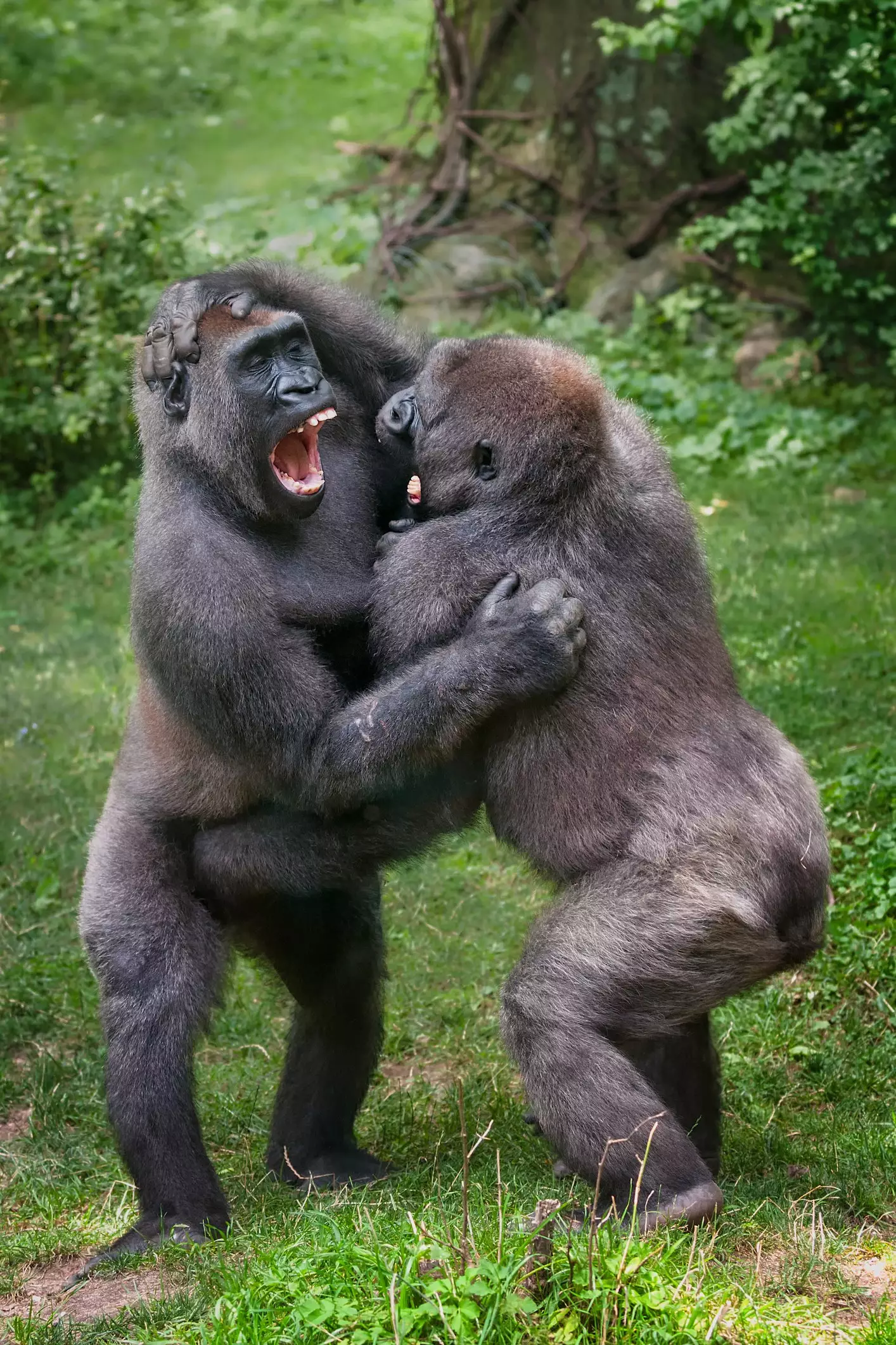 Fighting a gorilla doesn't seem like a wise idea (Getty Images)