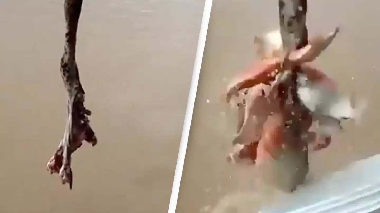 Shocking footage of men fishing for swarm of piranhas is unlocking a new fear