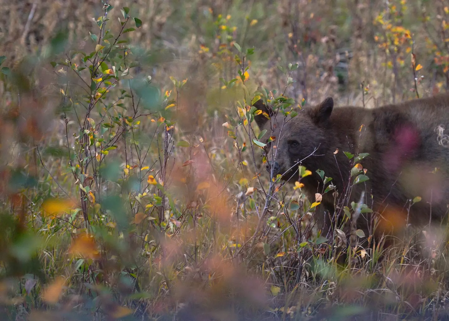 Jeremy was attacked by the bear in 2017.
