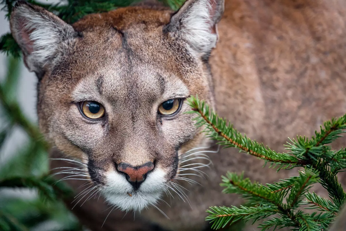 Officials say that mountain lion attacks are extremely rare (Getty Stock Images)