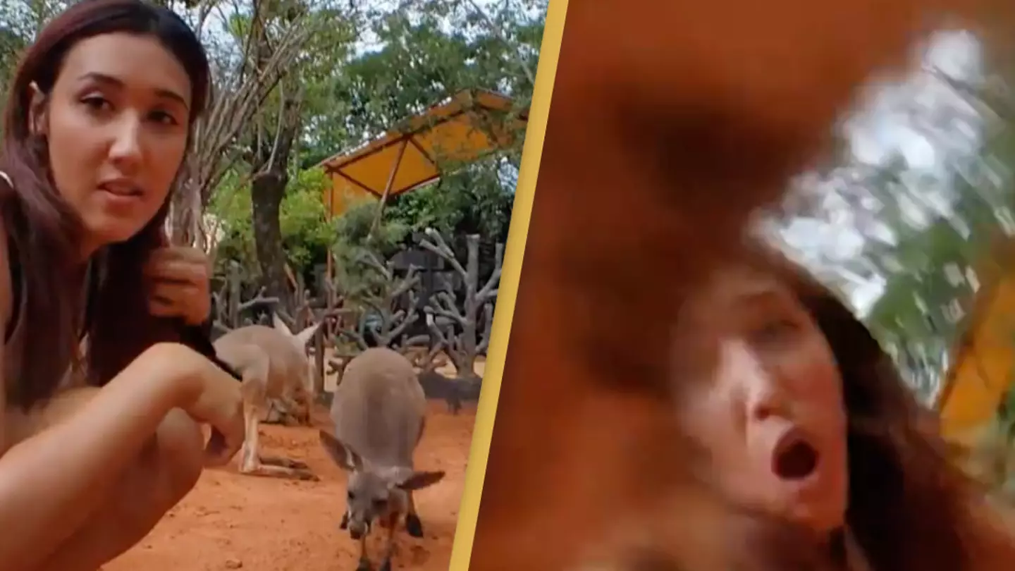 Twitch streamer attacked by kangaroo after she tries petting it on stream