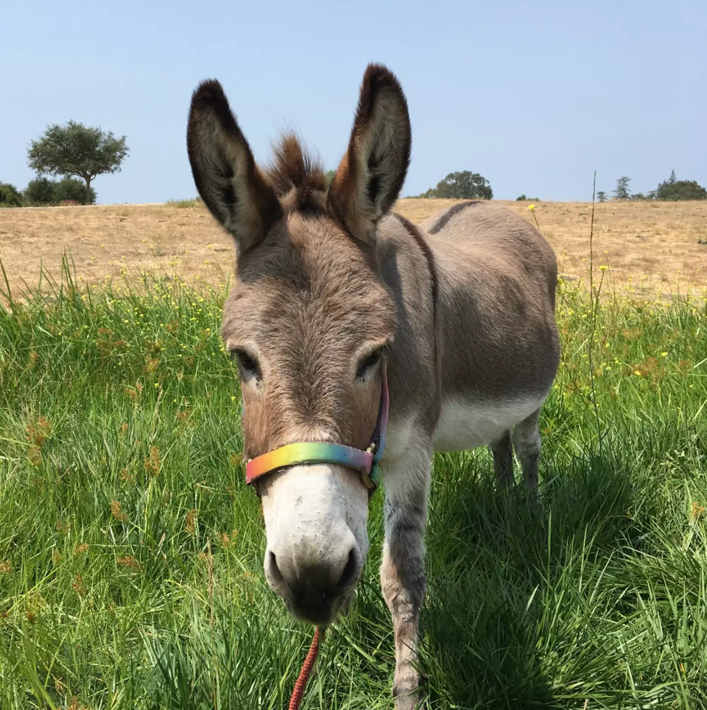 Perry turns 30 on Sunday, June 9 (@bpdonkeys/Instagram)