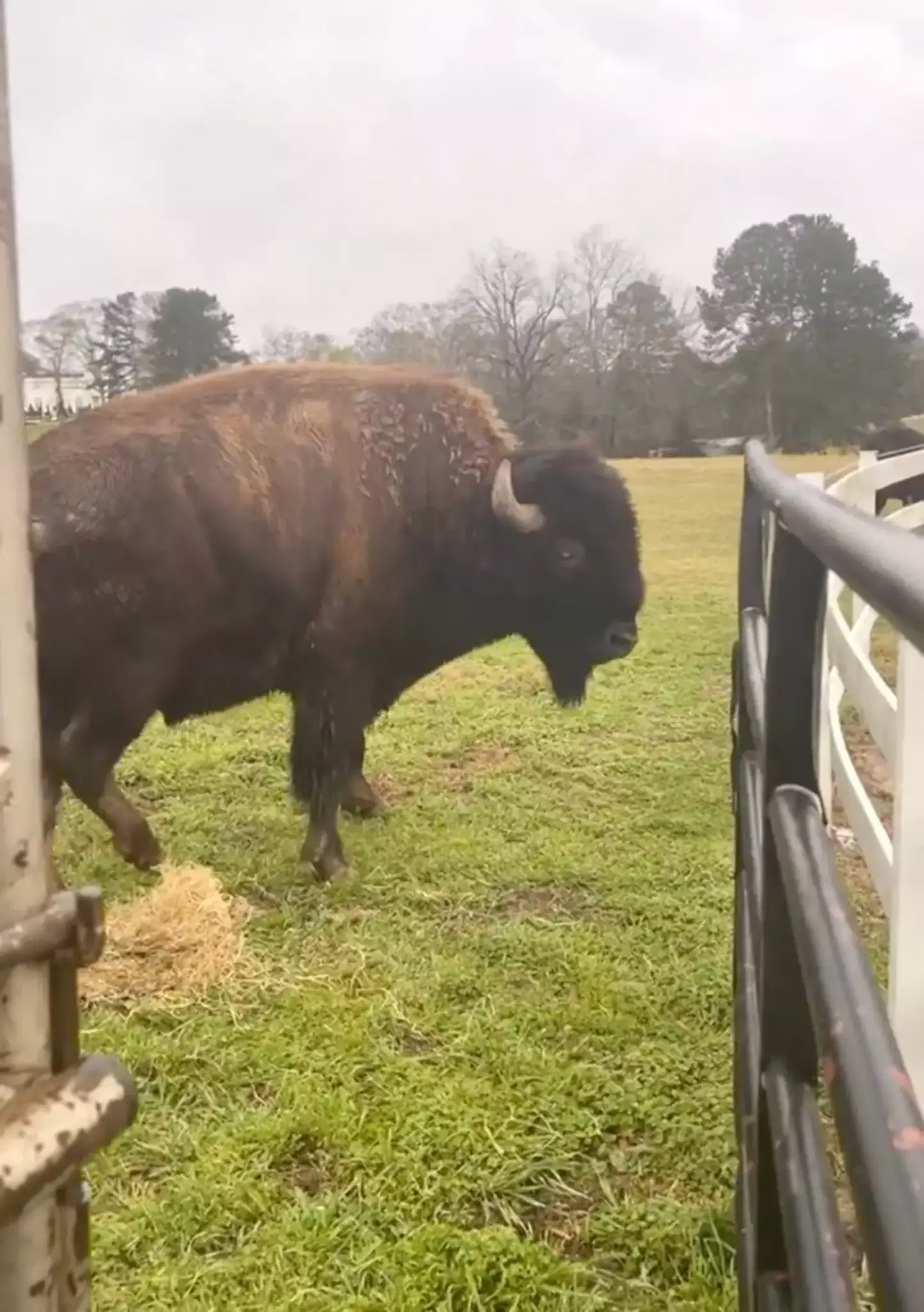 Rick Ross' pet buffaloes somehow got onto his neighbor's property.
