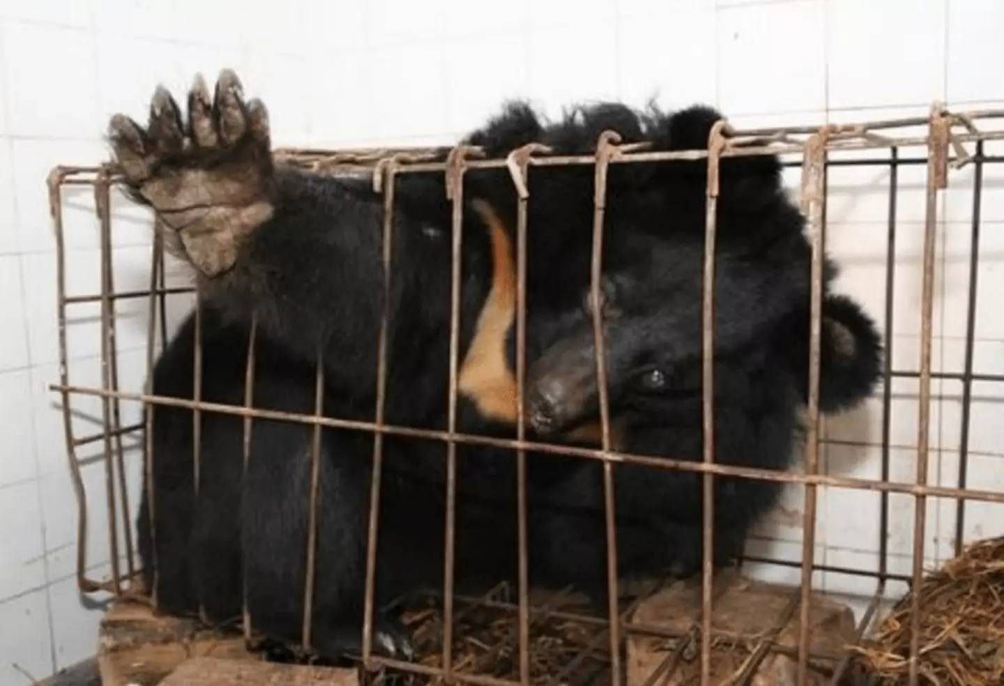 Thousands of bears are tortured for their bile.