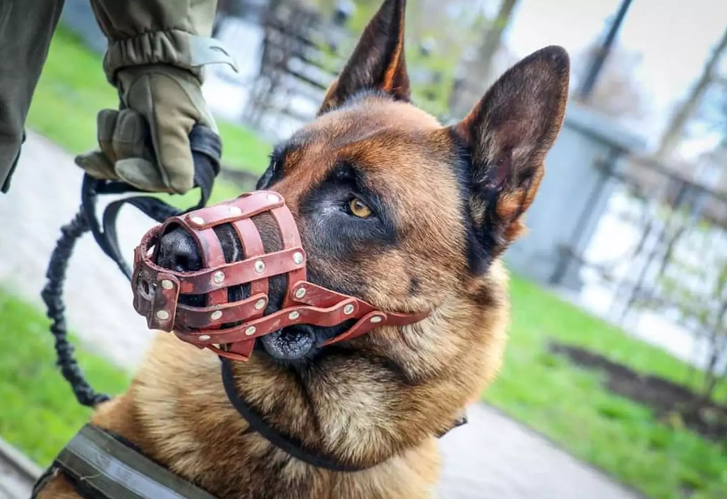 Max is now helping Ukrainian forces sniff out unexploded mines.