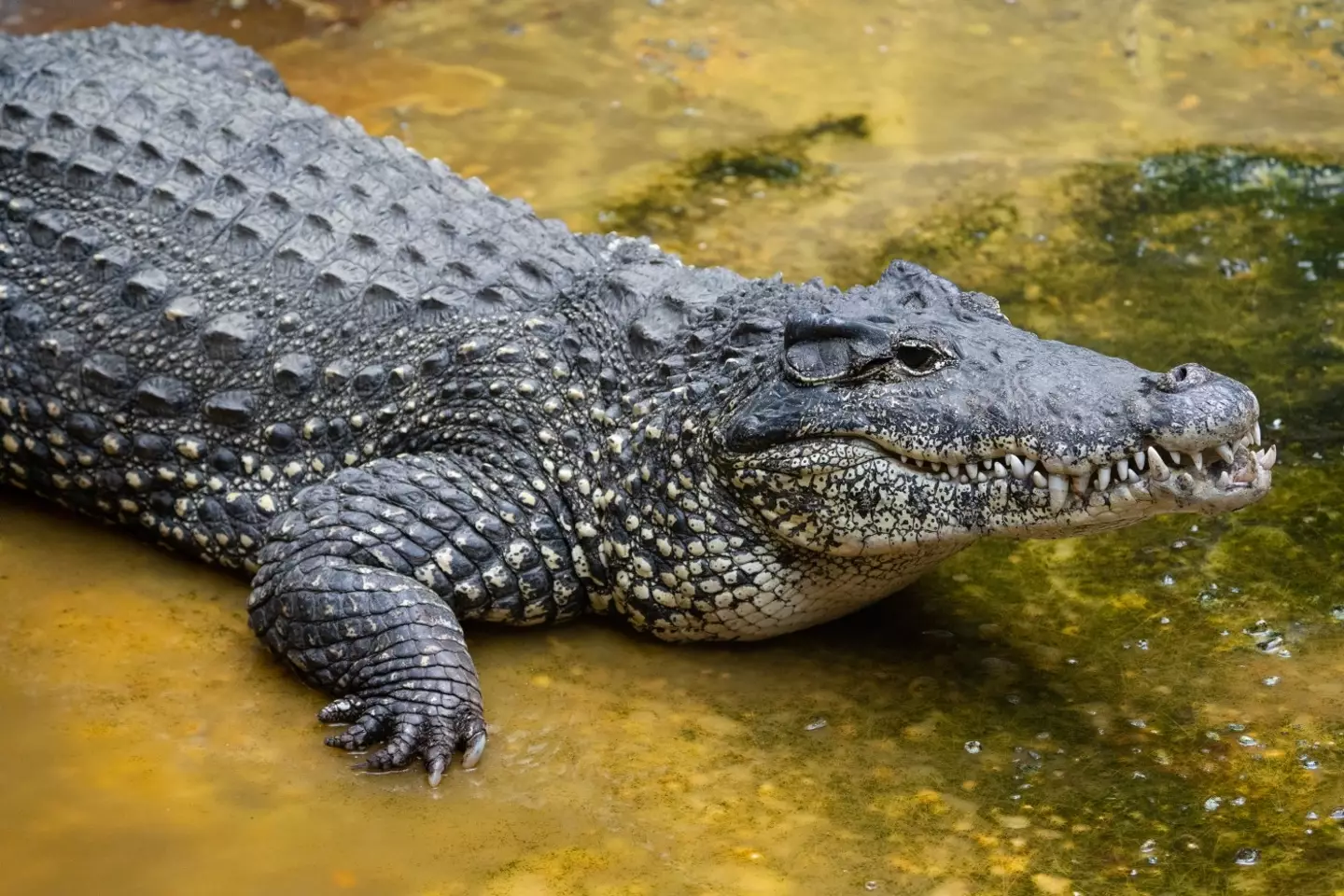 They had only encountered smaller reptiles prior to the attack.