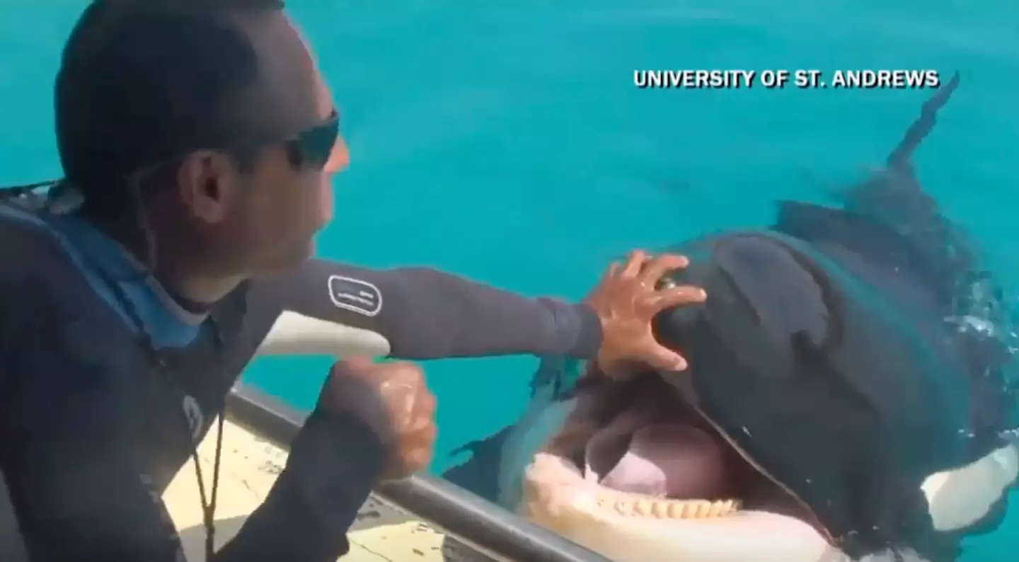 The orcas regularly get a treat after speaking like humans(CBSN)