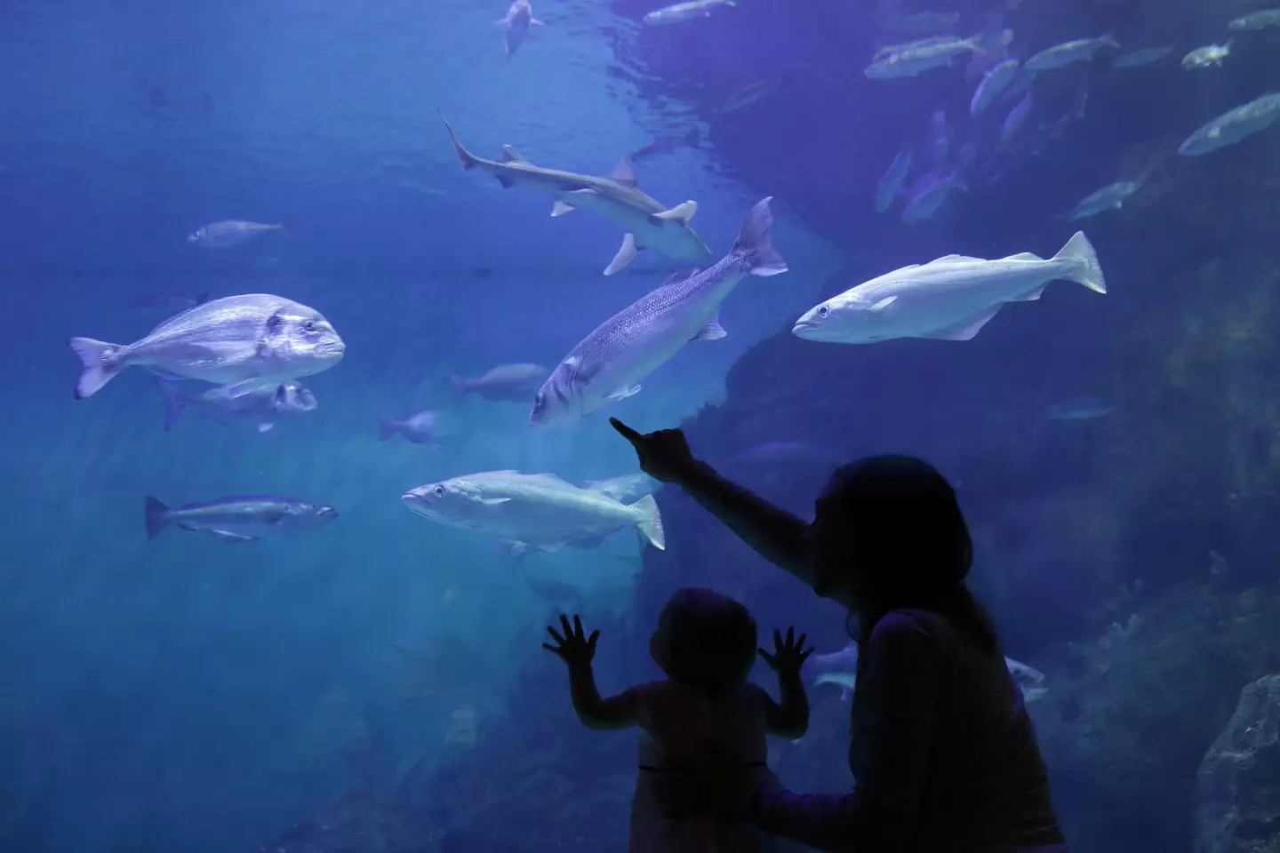 Sea life attractions are home to many amazing marine animals but great white sharks aren't one of them (Getty Stock Photos)
