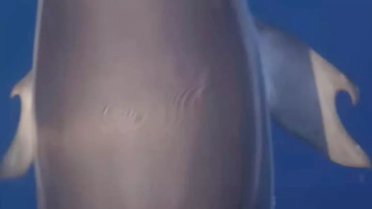 Scientists discover first ever dolphin with 'thumbs' and reveal shocking reason why it could have happened