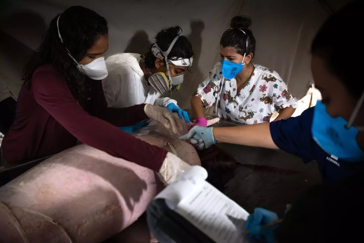 At least 150 dolphins were found dead (Gustavo Basso/NurPhoto via Getty Images)