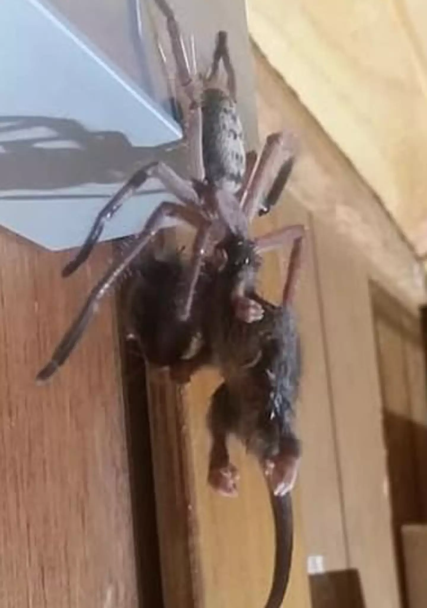 The spider was released back into the wild, the possum, however, didn't quite make it (Facebook/ Justine Latton)