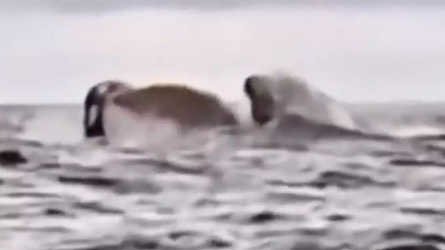 Kayaker reveals exactly what was going through his mind after being 'swallowed by whale' as father shares shocking footage