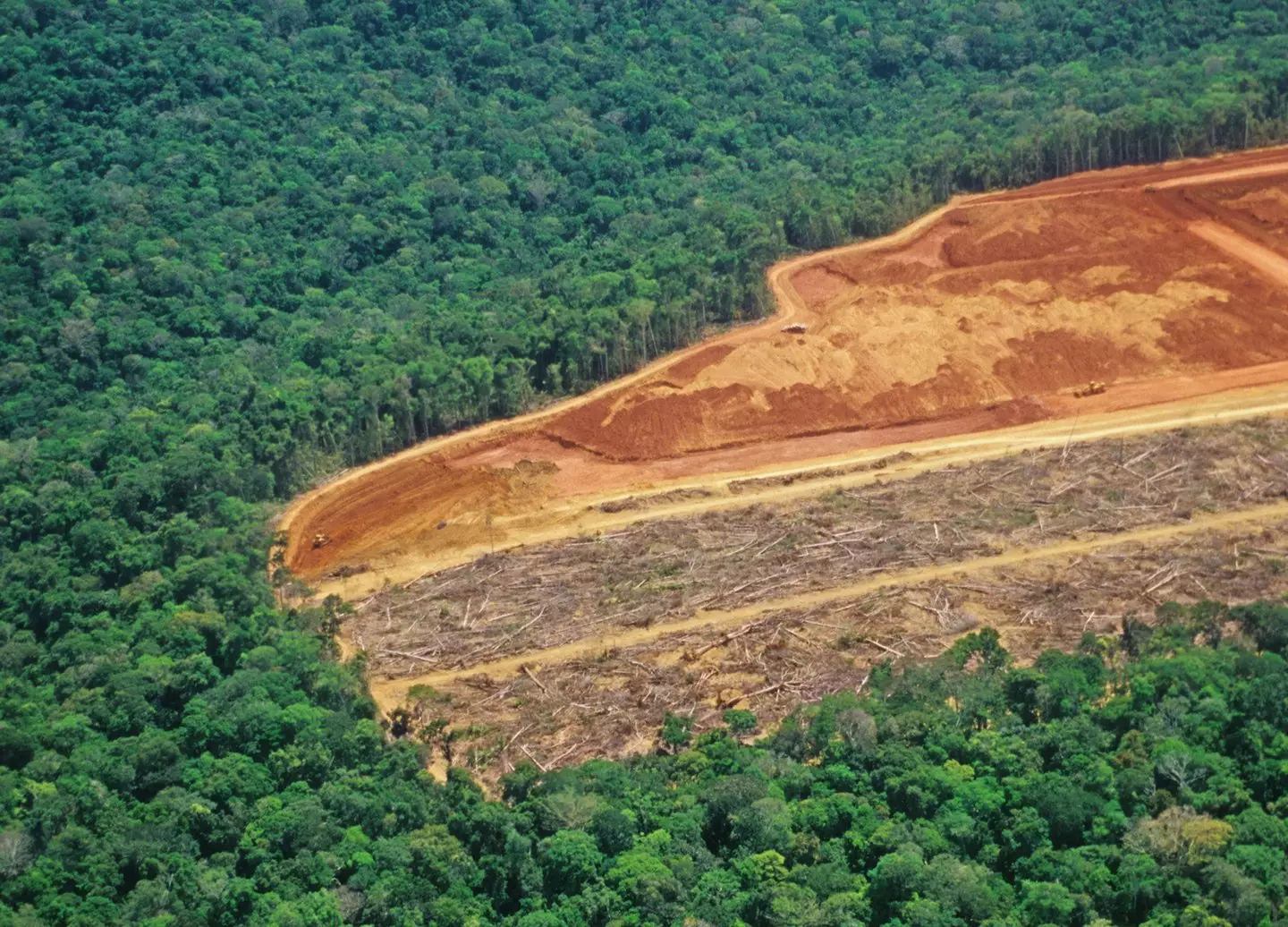 Many indigenous communities are threatened by logging (luoman/Getty)