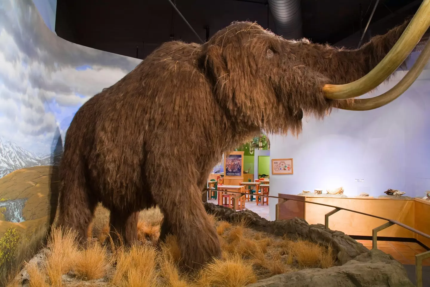 The woolly mammoth could make a return by 2027.