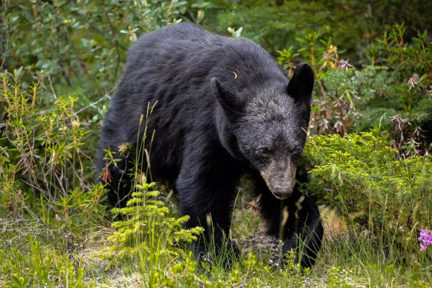 Bear attacks are extremely rare in New Jersey.