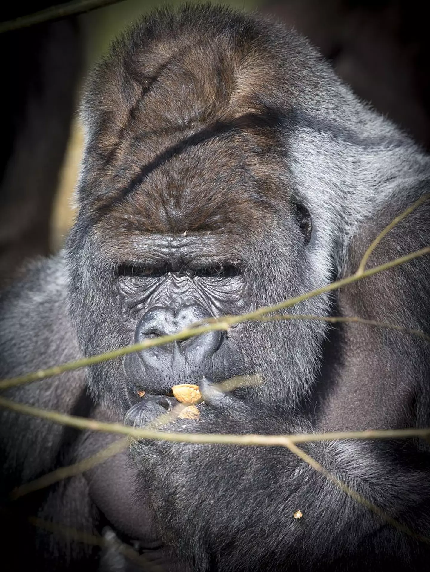Maybe think twice before looking directly at a gorilla like Bokito (JERRY LAMPEN/AFP via Getty Images)