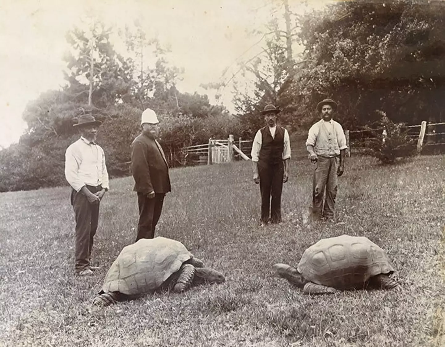 Jonathan, pictured left, around 1882-86 on the grounds of Plantation House, St Helena. (Guinness World Records)