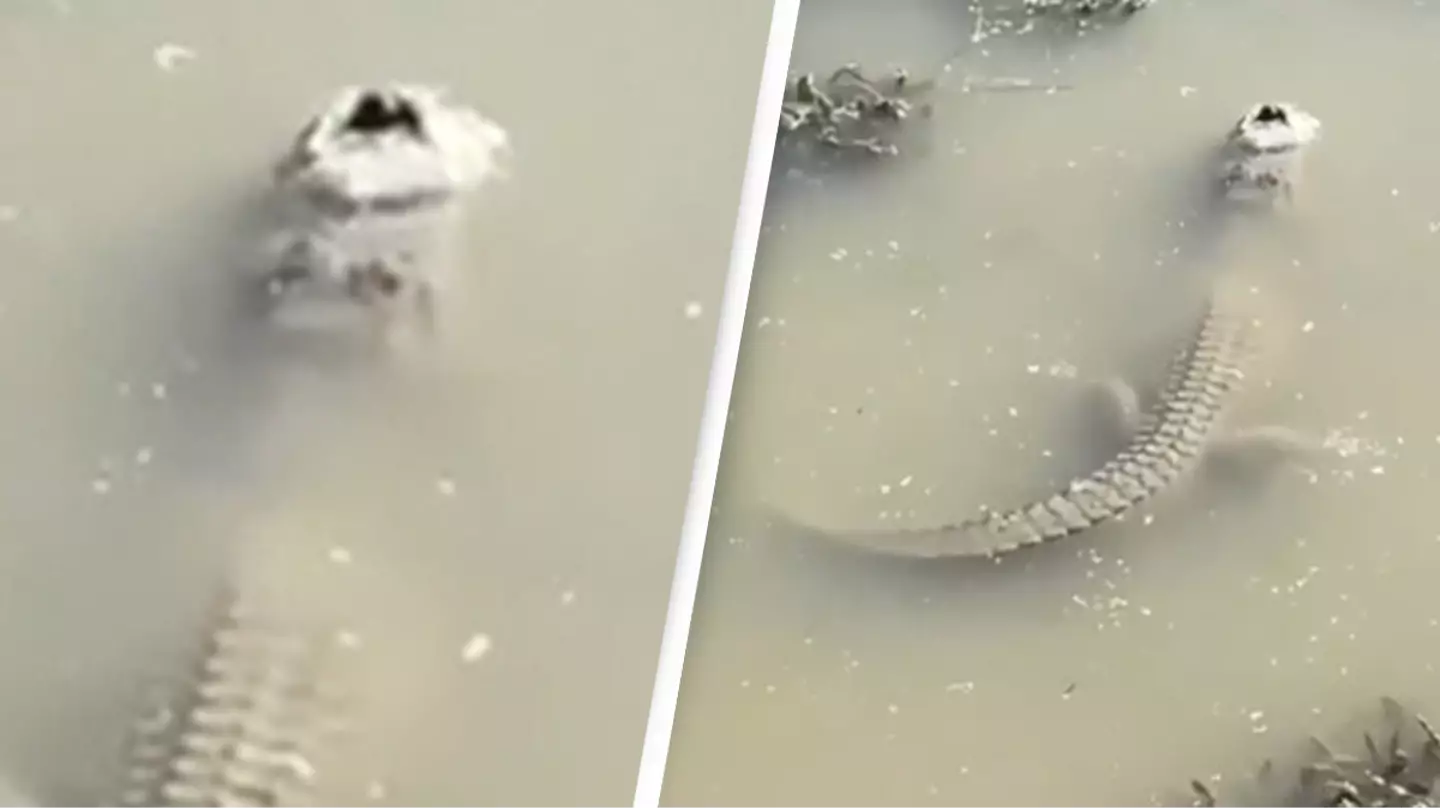 Amazing video shows how alligators survive when water turns into ice