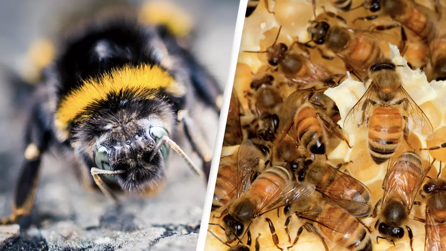Deformed Wing Virus Threatens Global Honeybee Population