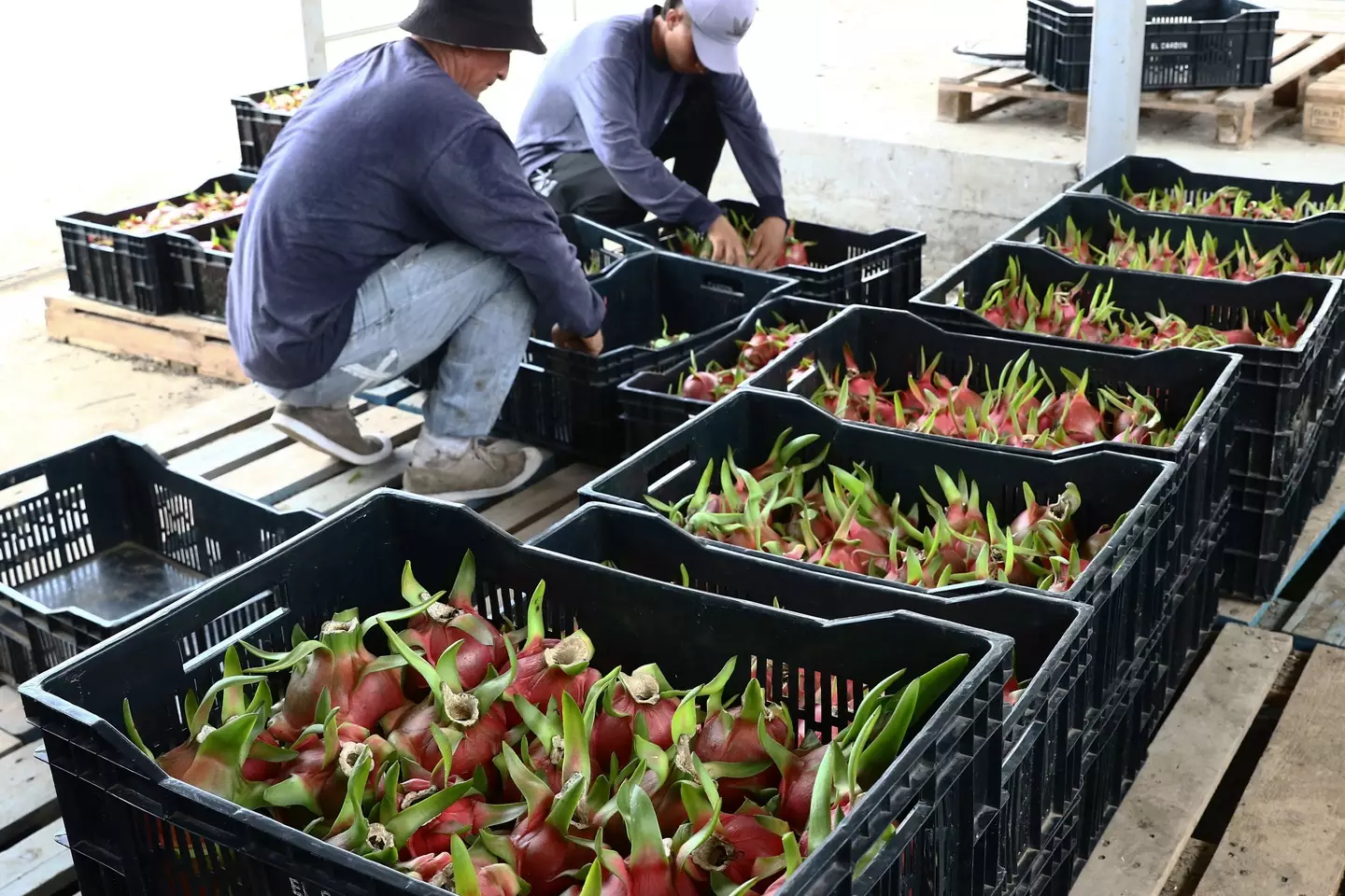 The TikToker spotted dragon fruit farms.