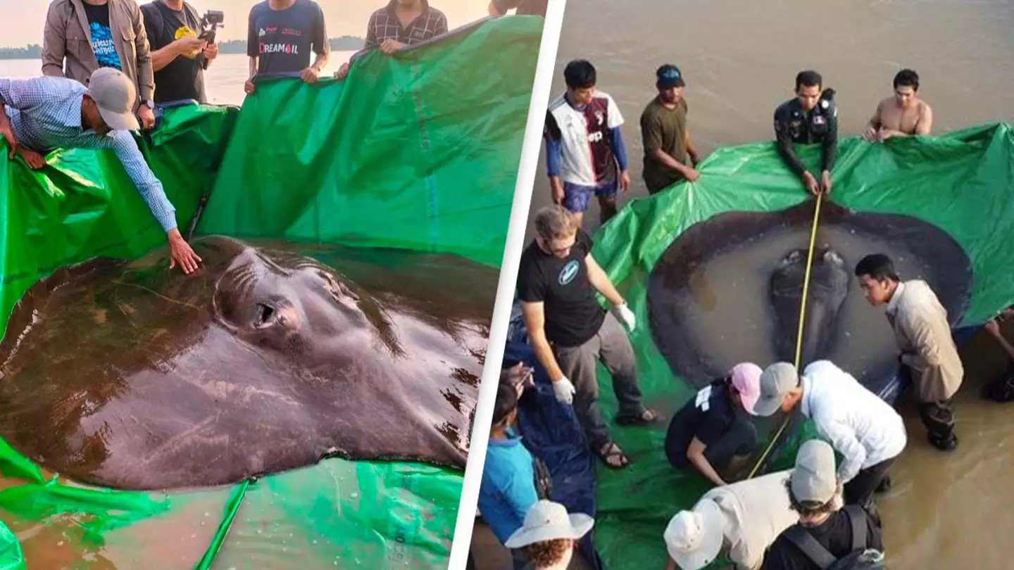 661-Pound Giant Stingray Is Thought To Be World’s Largest Freshwater Fish Ever Discovered