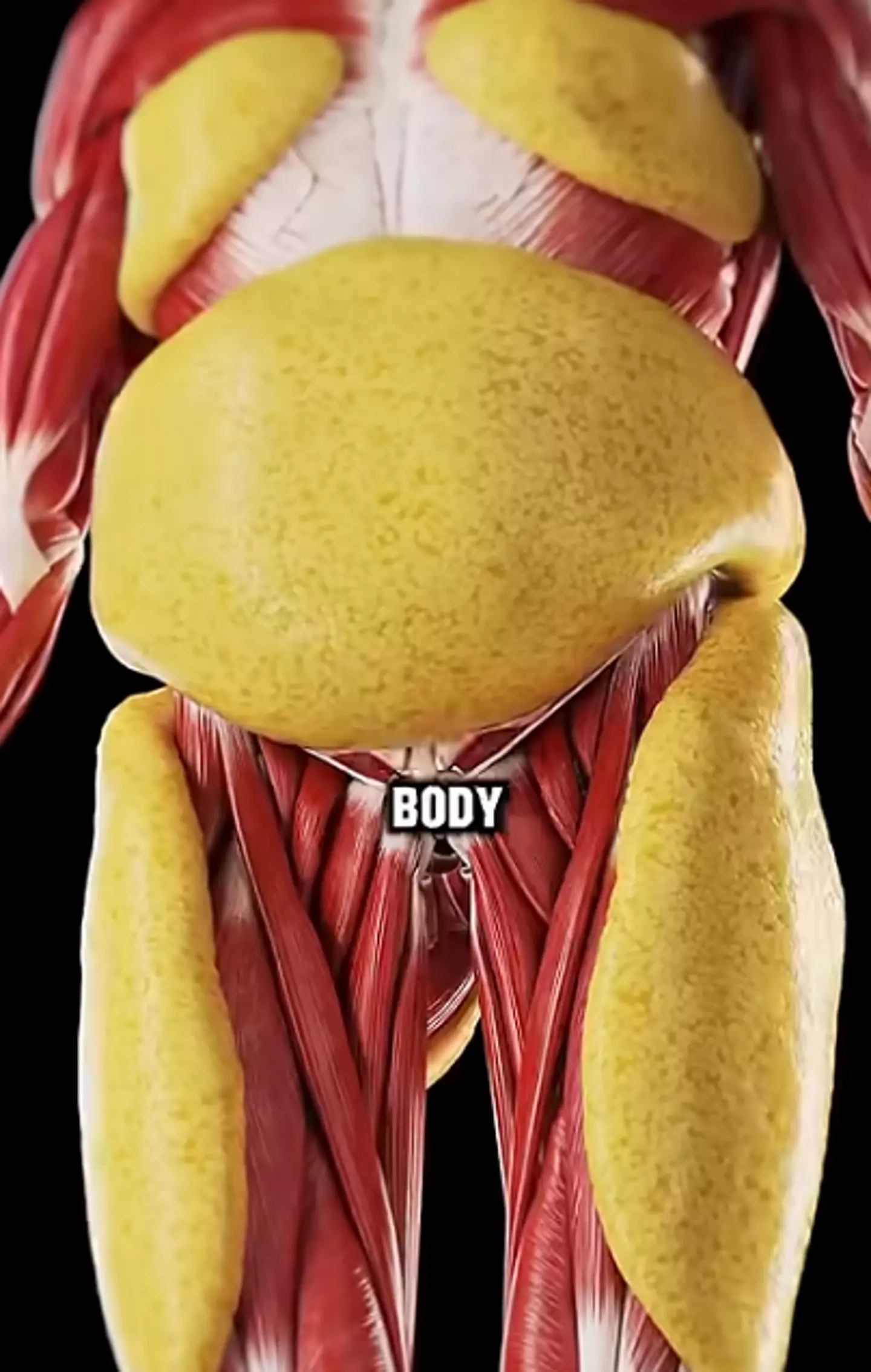The simulation shows the body has some major changes almost immediately after quitting sugar (@GrowfitHealth/YouTube)