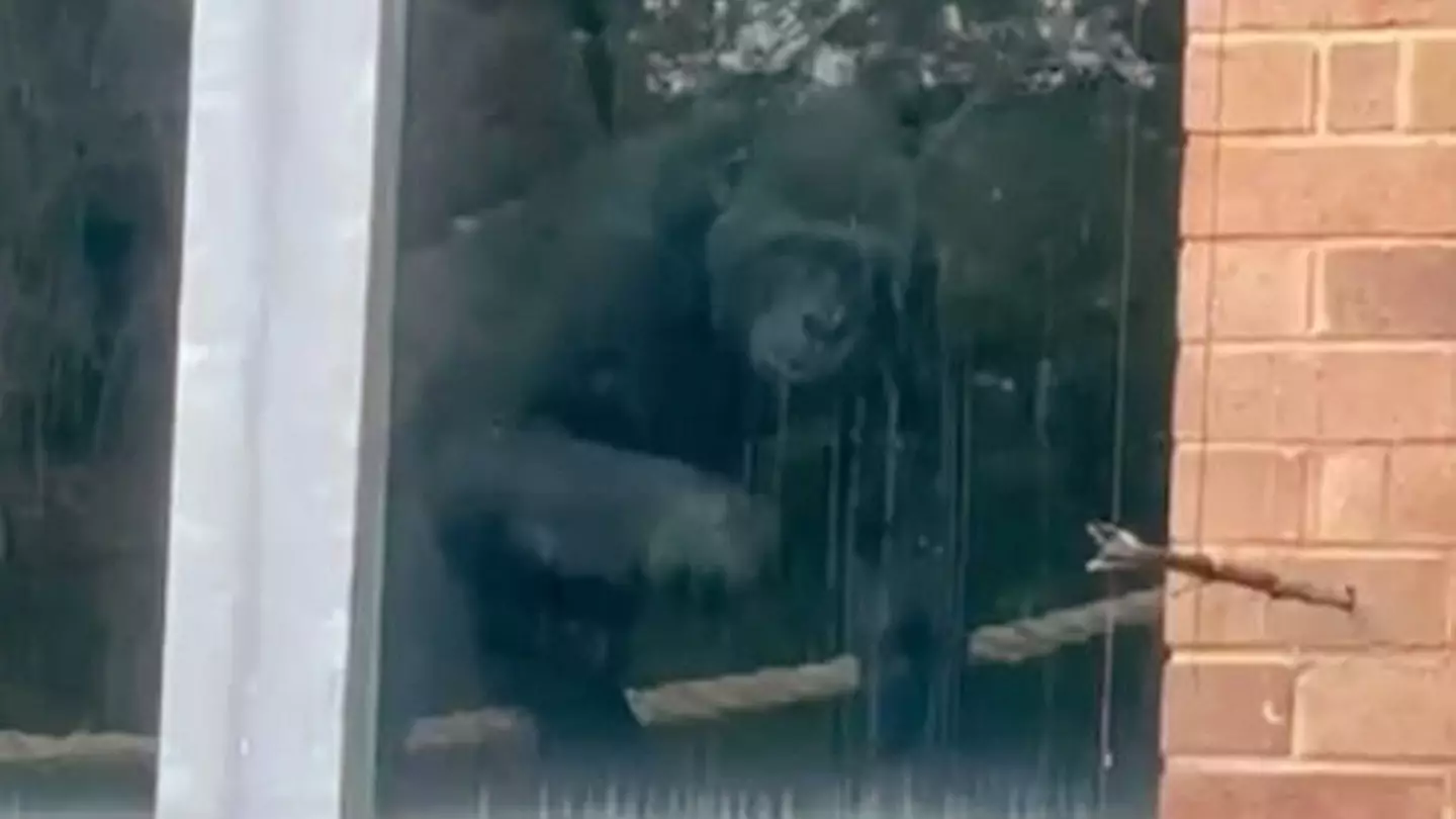 Zoo speaks out after viral footage of gorillas 'banging on windows' three years after enclosure closed