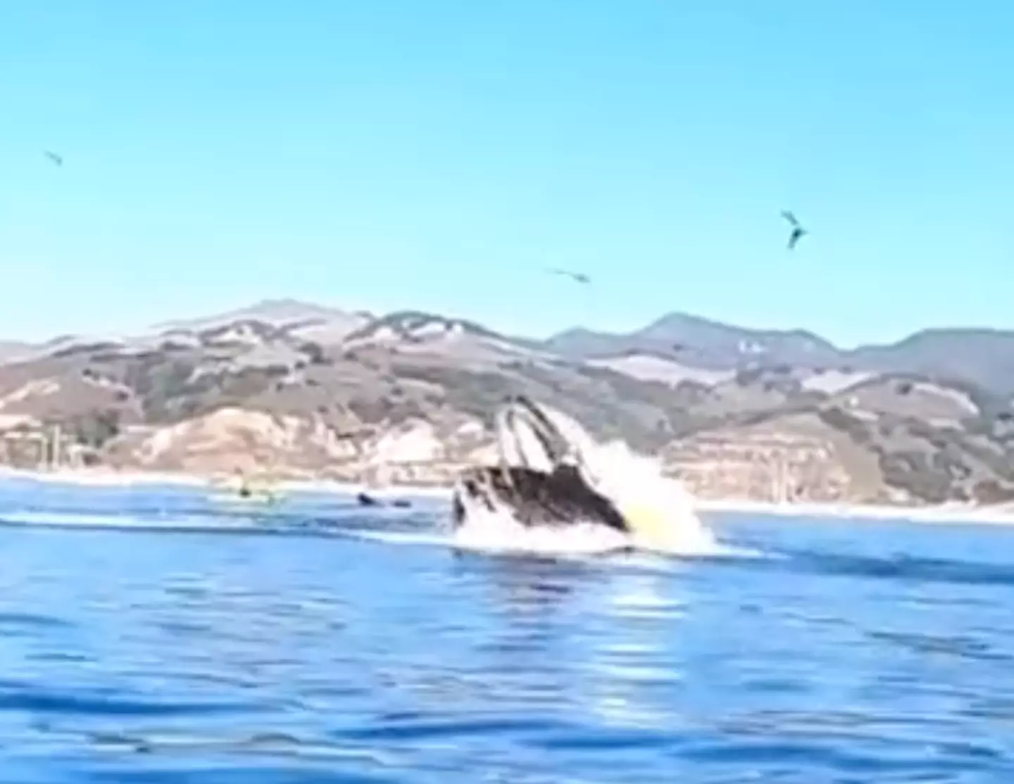 The whale engulfs both kayakers.