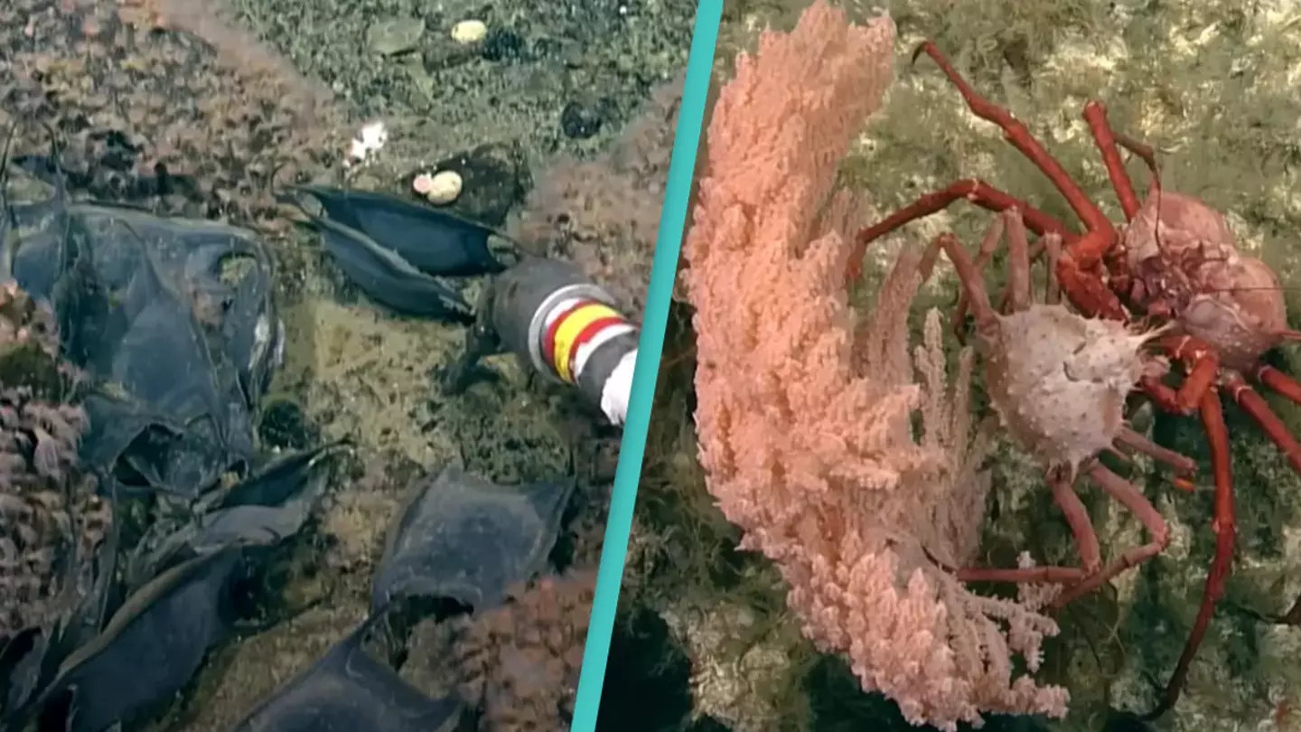 Scientists left speechless after uncovering active ancient volcano covered in giant eggs