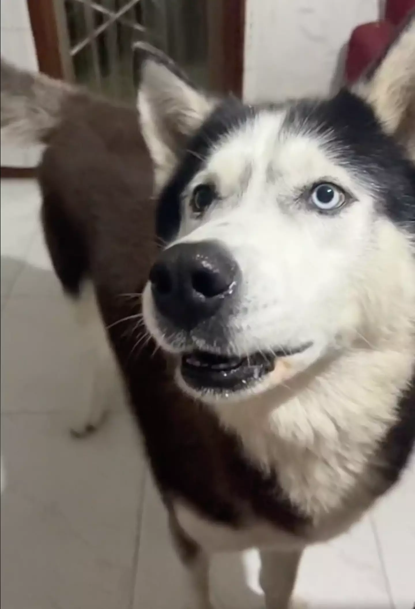 Aaron the husky has gone down a storm on TikTok.