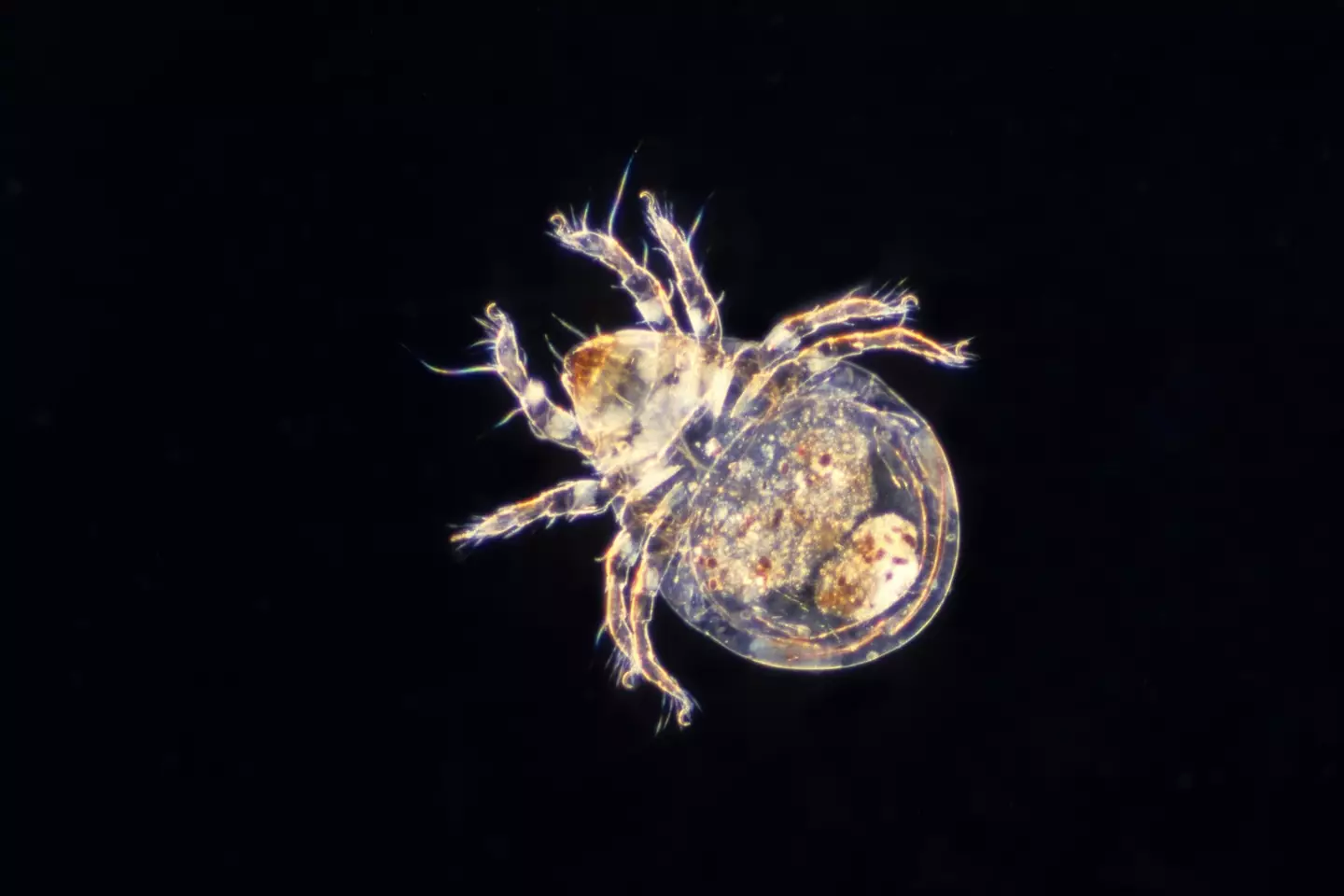 A dust mite.