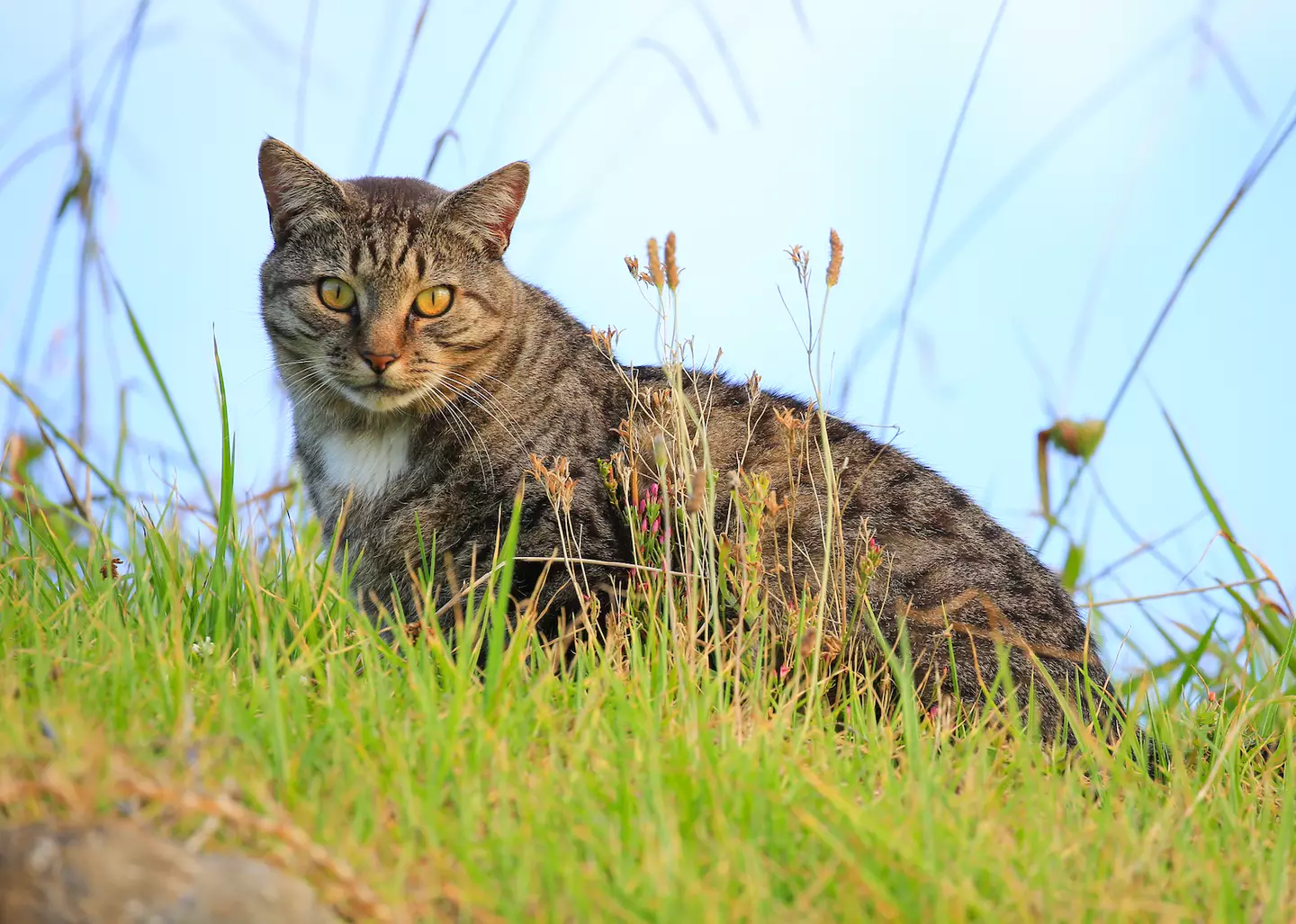 Organizers of the event said the cats are very different to pets. (Getty Stock Photo)
