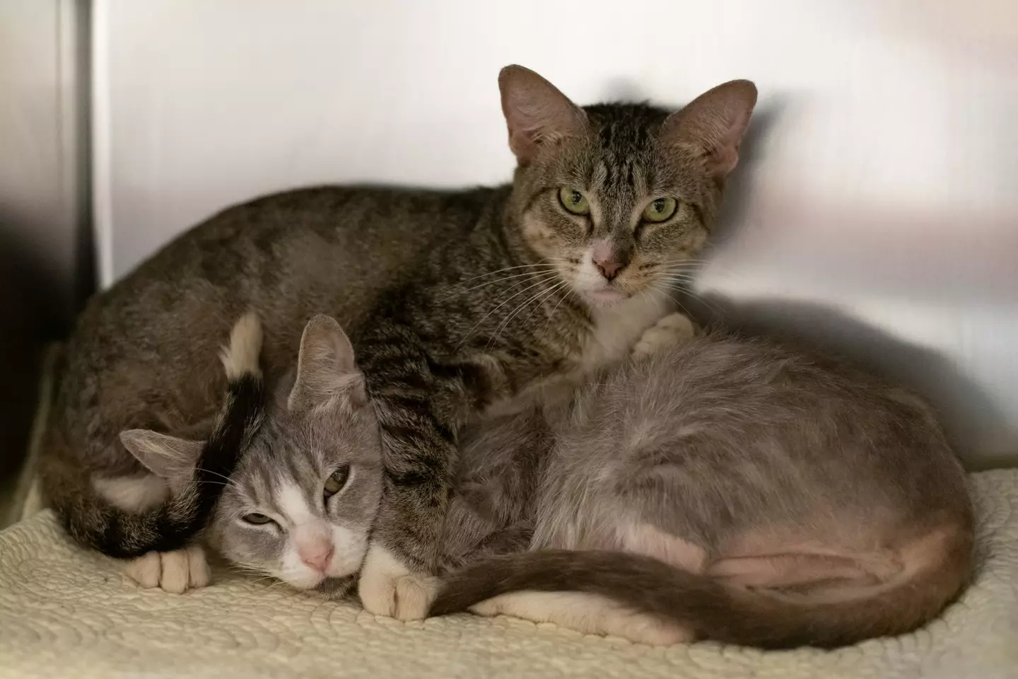 The Animal Humane Society is calling for donations to support the cats.