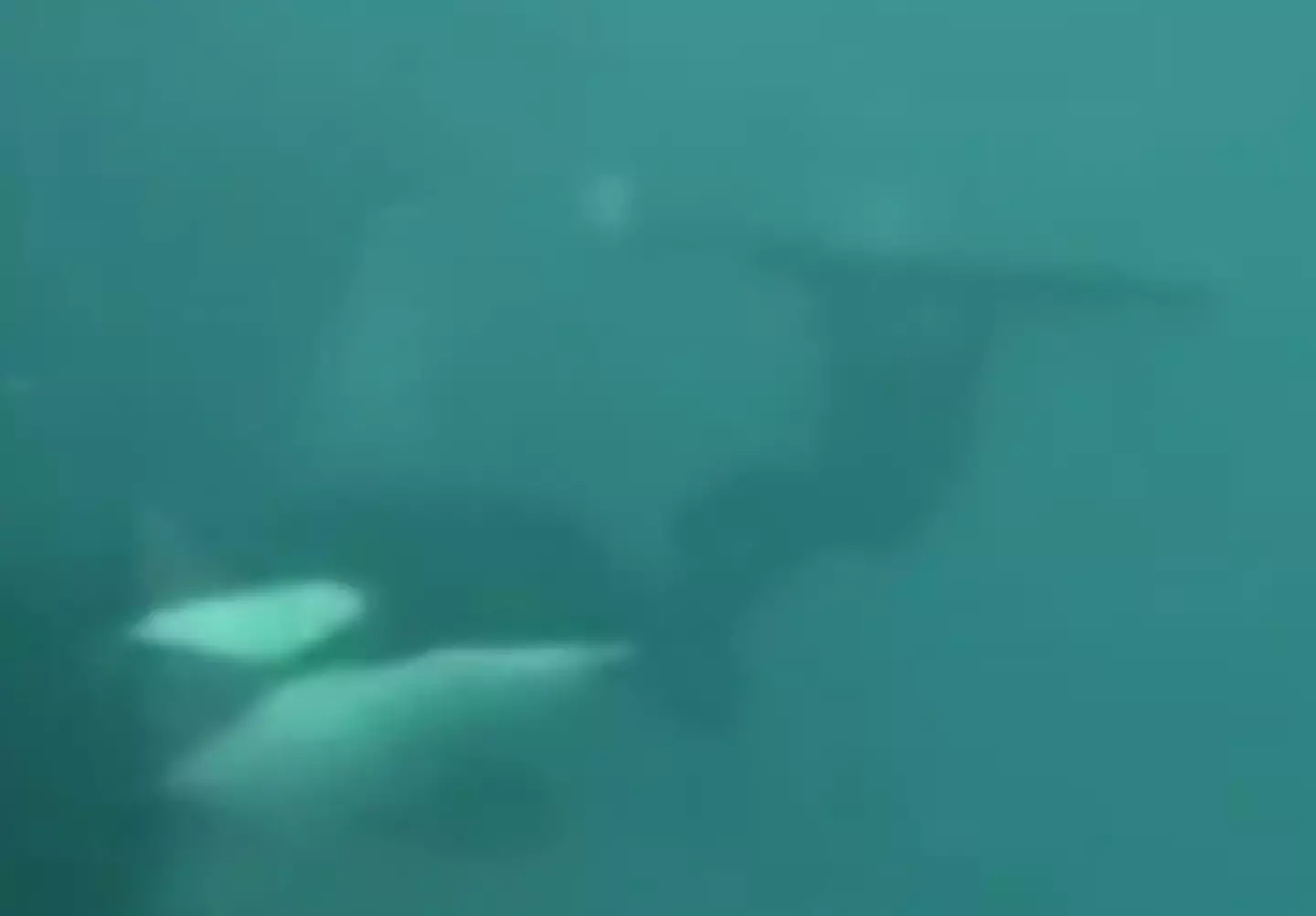 Ken Peters was forced to hold his breath for a minute amid the attack. (ABC News)