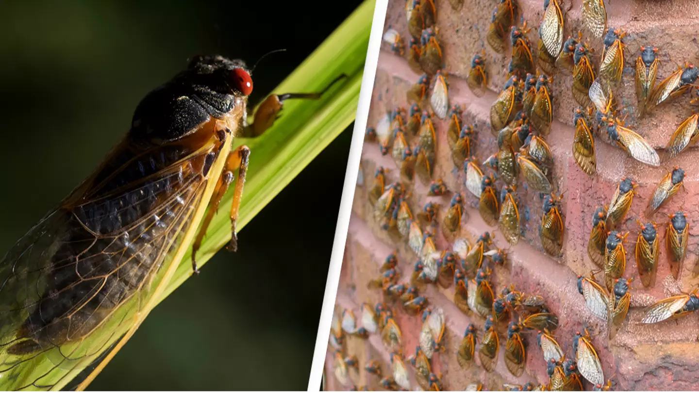 Billions of bugs to burst from the ground for first time in 221 years