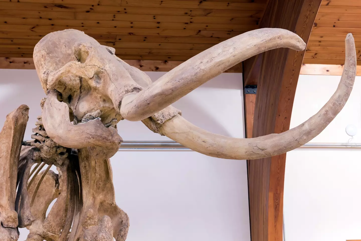 The animal will be used to fight climate change.